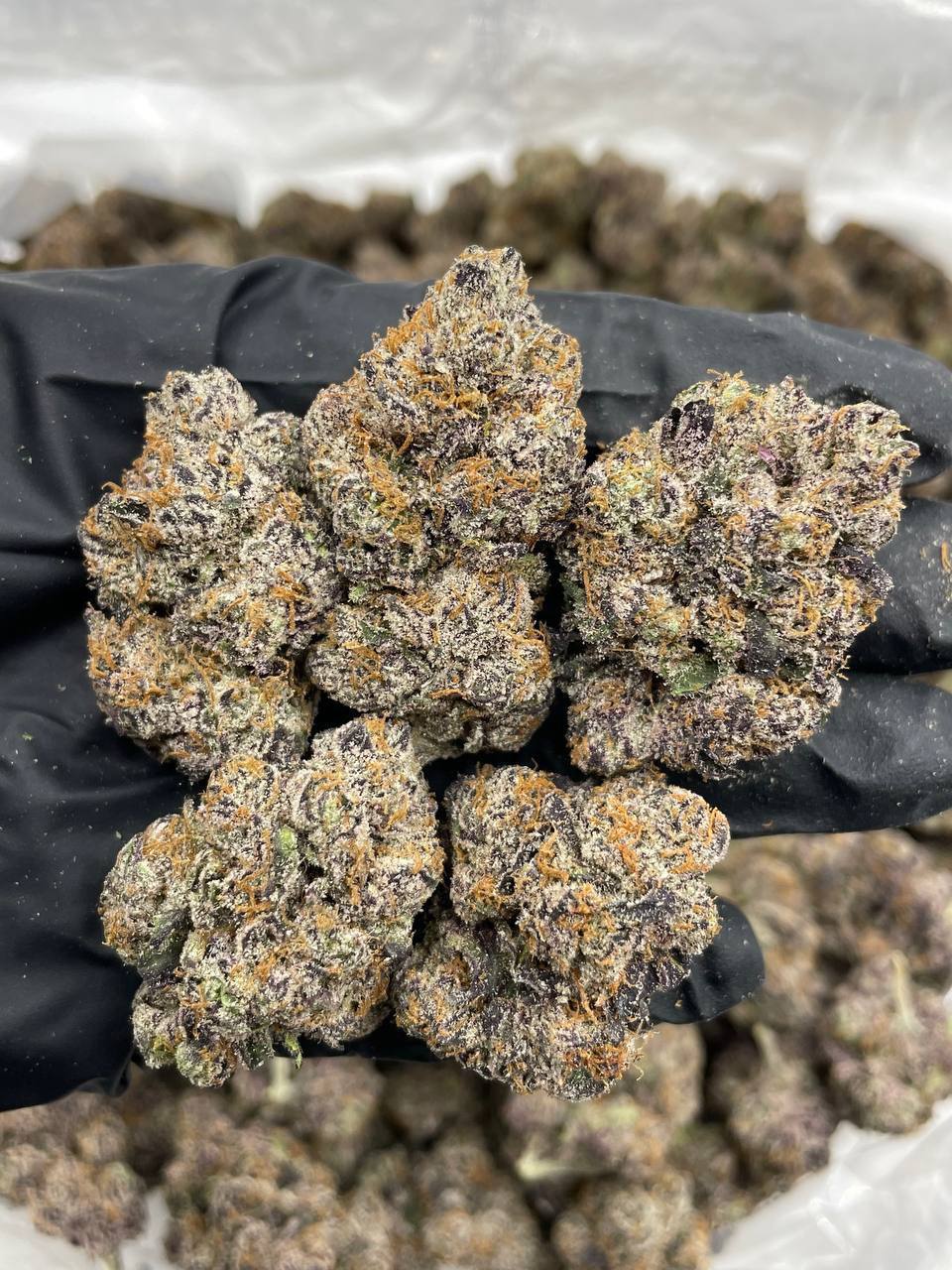 Black Cherry Curelato