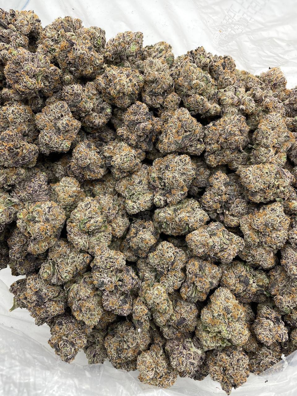 Black Cherry Curelato - Image 2