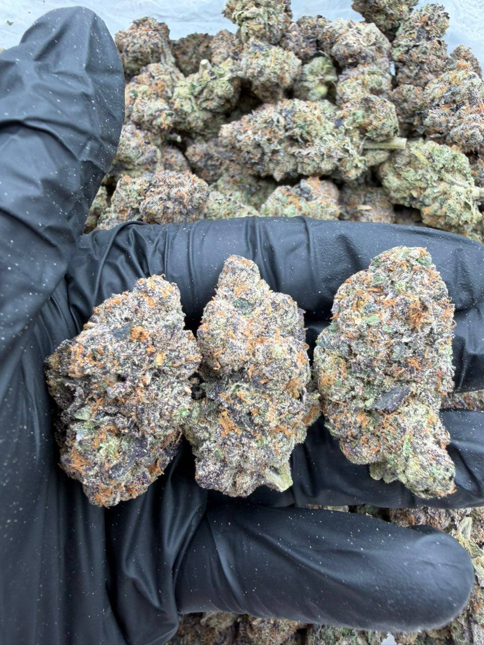 White OG - Image 2