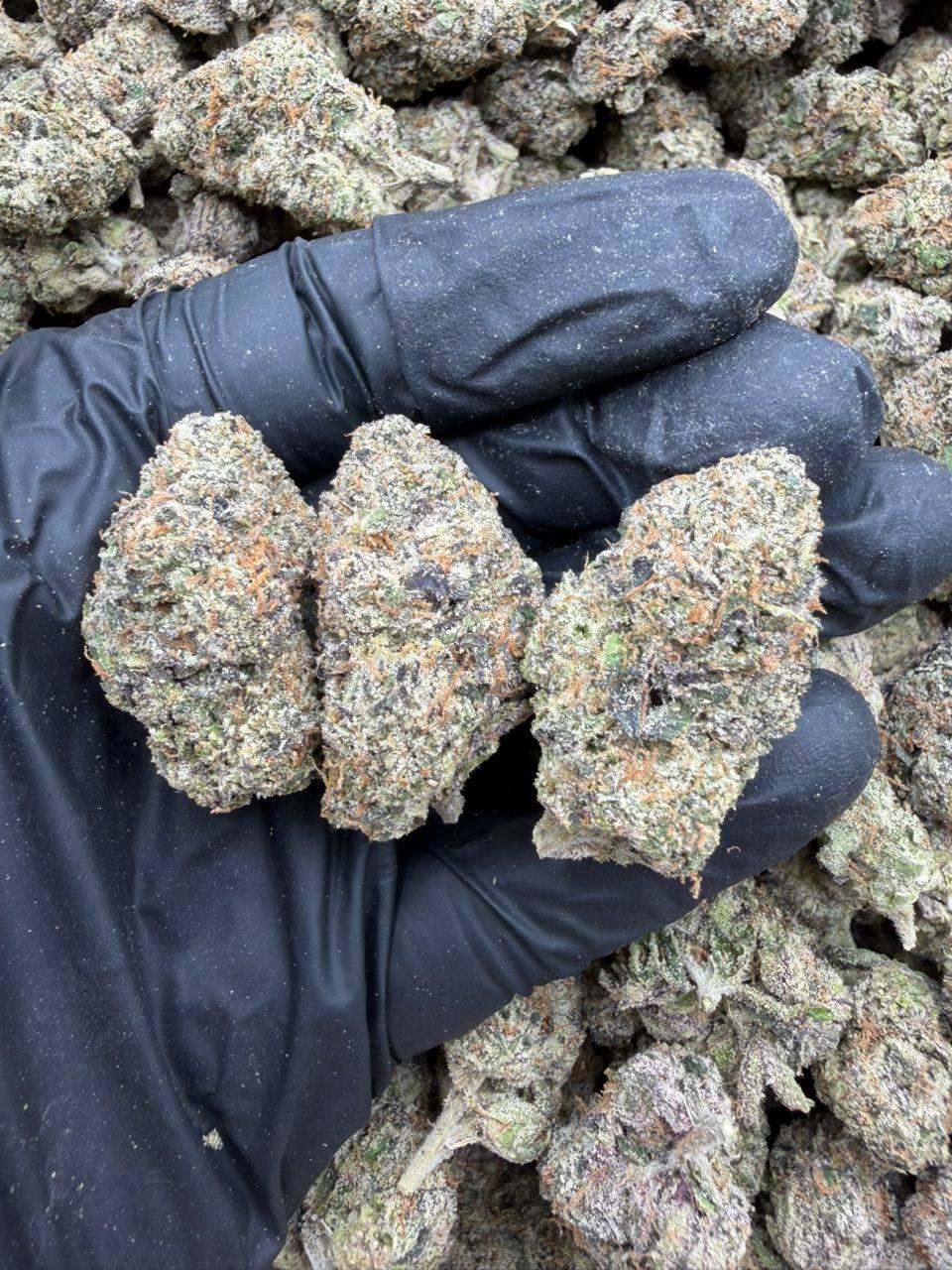 Electric Bubblegum - Image 2
