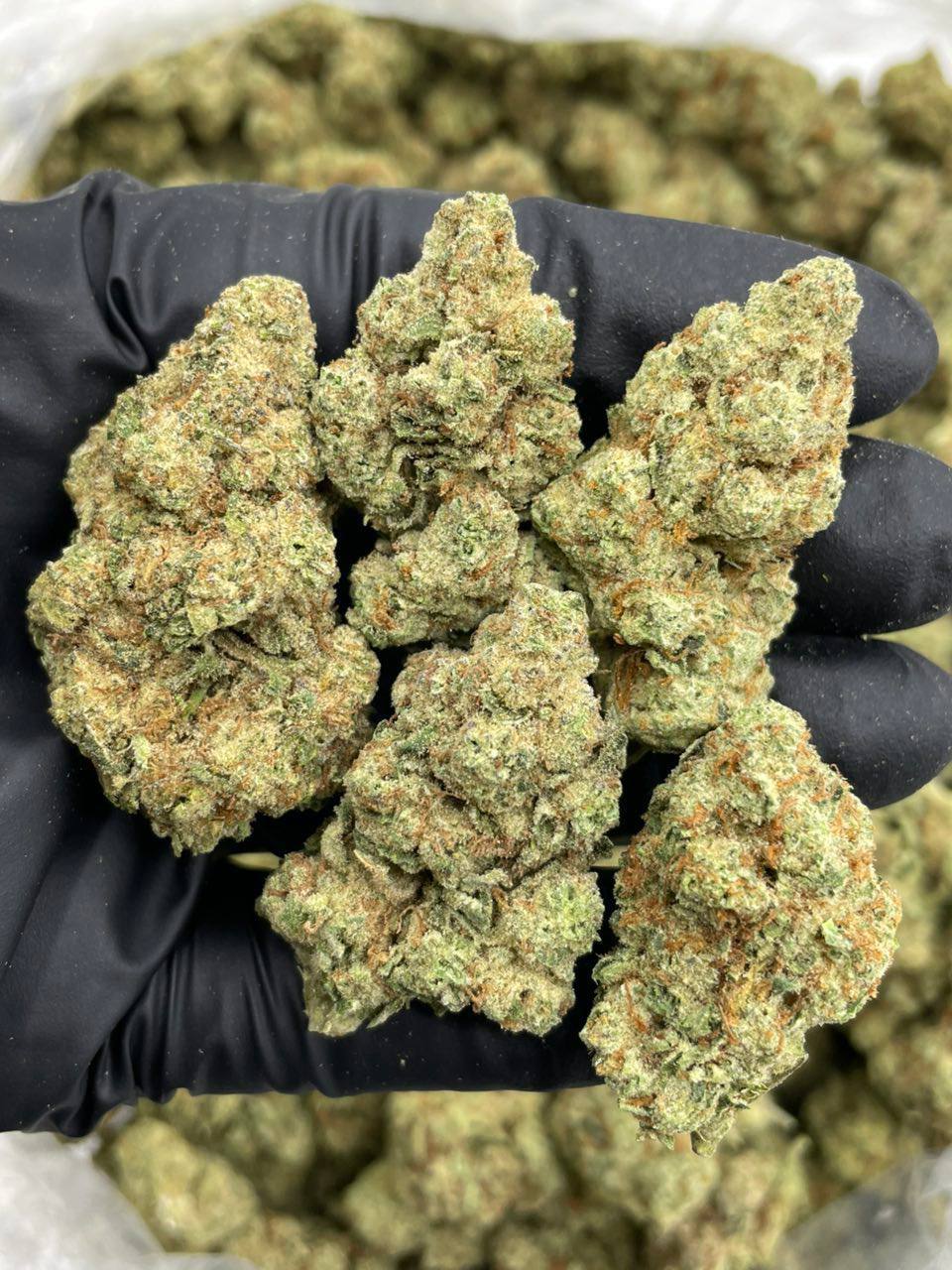 Cream Soda - Image 2