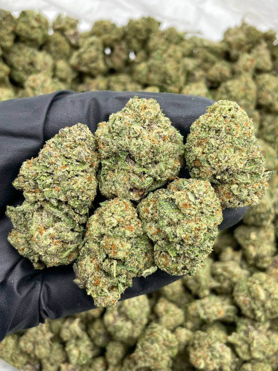 Lemon Berry - Image 2