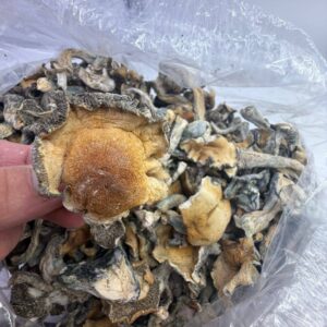 Golden teachers shrooms